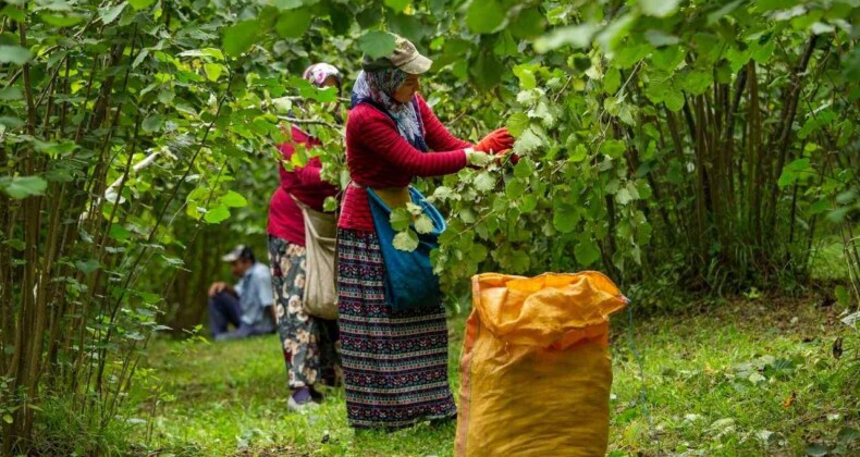 2024 Yılı Fındık Yevmiye Fiyatları Belirlendi